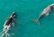 TURISMO- UN FENÓMENO INUSUAL MÁS CERCA DE CHUBUT: ¿AVISTAJE DE BALLENAS EN MIRAMAR?