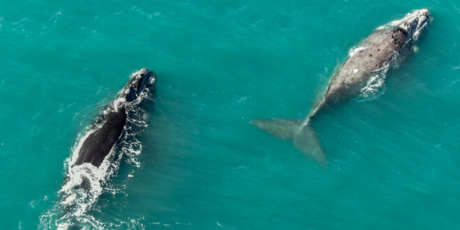 TURISMO- UN FENÓMENO INUSUAL MÁS CERCA DE CHUBUT: ¿AVISTAJE DE BALLENAS EN MIRAMAR?