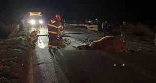 TREMENDO ACCIDENTE EN RUTA 41: UNA MOTO CHOCÓ CONTRA UNA VACA Y UN AUTO IMPACTÓ CON UN TORO