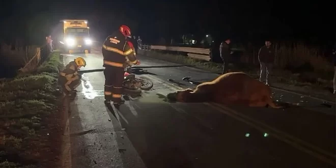 TREMENDO ACCIDENTE EN RUTA 41: UNA MOTO CHOCÓ CONTRA UNA VACA Y UN AUTO IMPACTÓ CON UN TORO