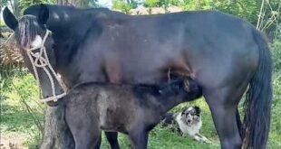 ALERTA POR ROBO DE CABALLOS EN UN CAMPO DE LOBOS, CERCA DE CAÑUELAS