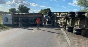 FAENARON VACAS EN PLENA RUTA 3, TRAS EL VUELCO DE UN CAMIÓN CERCA DE LAS FLORES