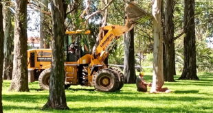 COMENZÓ EN EL PARQUE MUNICIPAL LA EXTRACCIÓN DE ÁRBOLES SECOS: SE AVANZARÁ POR SECTORES Y EL TRÁNSITO DE PEATONES ESTÁ TEMPORALMENTE RESTRINGIDO