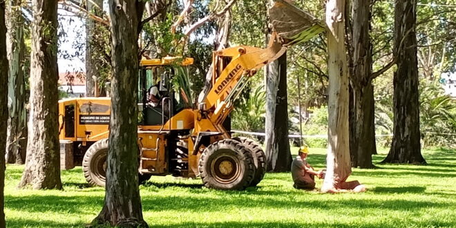 COMENZÓ EN EL PARQUE MUNICIPAL LA EXTRACCIÓN DE ÁRBOLES SECOS: SE AVANZARÁ POR SECTORES Y EL TRÁNSITO DE PEATONES ESTÁ TEMPORALMENTE RESTRINGIDO