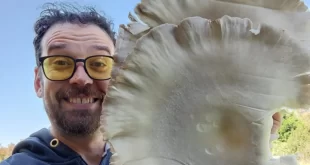 HISTORIAS DE EMPRENDEDORES: UN VECINO DE MONTE COSECHA HONGOS COMESTIBLES QUE MIDEN CASI MEDIO METRO Y PLANEA EXPORTAR SU PRODUCCIÓN