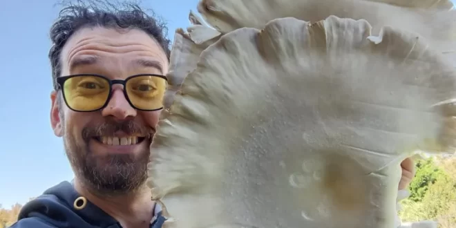 HISTORIAS DE EMPRENDEDORES: UN VECINO DE MONTE COSECHA HONGOS COMESTIBLES QUE MIDEN CASI MEDIO METRO Y PLANEA EXPORTAR SU PRODUCCIÓN