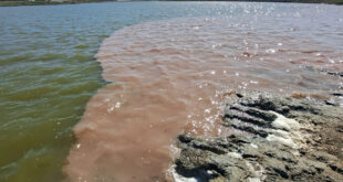 ROQUE PÉREZ: PROCESAN Y EMBARGAN AL TITULAR DE UN FRIGORÍFICO POR CONTAMINACIÓN GRAVE DEL RÍO SALADO