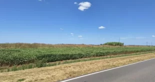 MAYOR AUTONOMÍA MUNICIPAL: INTENDENTES PODRÍAN RECIBIR MILLONES POR LA SIEMBRA EN BANQUINAS DE RUTAS