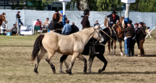 CON MUCHO PÚBLICO EN SU ÚLTIMA JORNADA, SE ESTÁ DESARROLLANDO LA 5° FIESTA GRANDE DE LA TRADICIÓN EN EL CAMPO DE ACUYAI