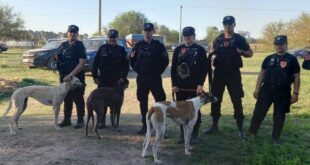 GRAN OPERATIVO EN MONTE: ALLANAN UN CAMPO DONDE SE HACÍAN CARRERAS CLANDESTINAS DE GALGOS Y RESCATAN A 32 PERROS